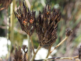 Haemodorum planifolium