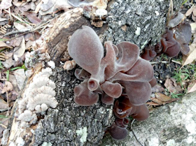 Jelly Fungus