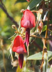 Kennedia rubicunda