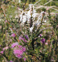 Kunzea capitata plus baeckia imbricata