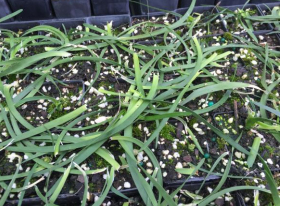 Lomandra longifolia