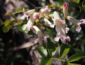 Pandorea pandorana