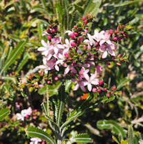 Philotheca buxifolia