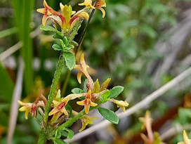 Pimelea curviflora