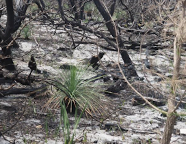 Regrowth after fire