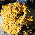 Slime Mould