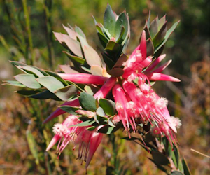 Styphelia triflora