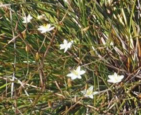 Thelionema umbellatum