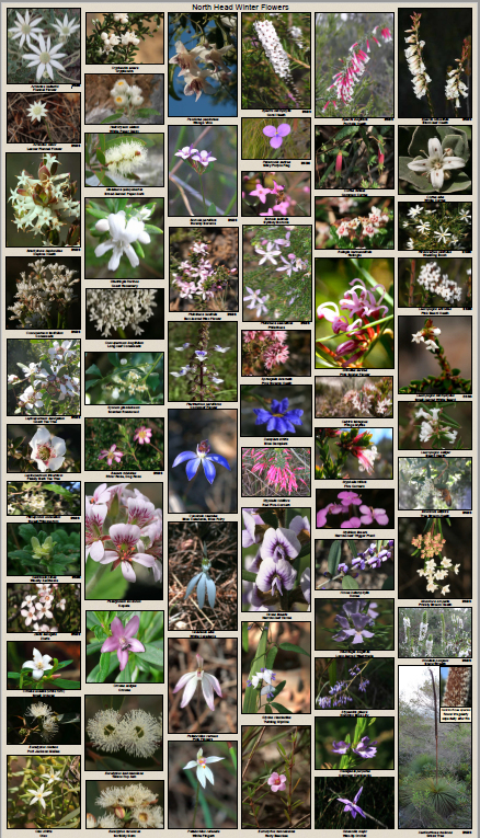 Winter purple and white flowers