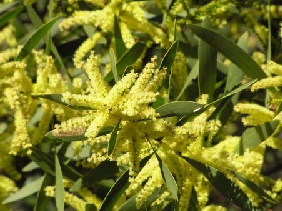 Acacia longifolia