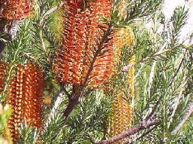 Banksia ericifolia