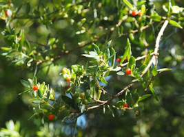 Monotoca elliptica berries