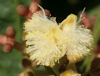 Acacia myrtifolia