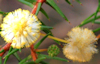 Acacia ulicifolia