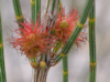 Allocasuarina distyla