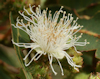 Angophora costata