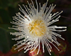 Angophora hispida