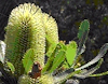 Banksia aemula