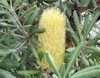 Banksia integrifolia