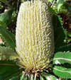 Banksia serrata