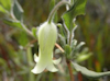 Billardiera scandens