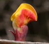 Bossiaea ensata