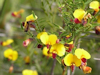 Bossiaea heterophylla