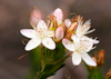 Calytrix tetragona