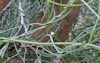 Cassytha pubescens