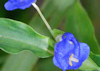 Commelina cyanea