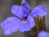 Dampiera stricta