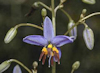 Dianella revoluta