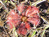 Drosera spathulata