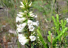 Epacris obtusifolia