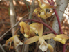 Erythrorchis cassythoides