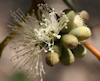 Eucalyptus camfieldii