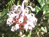 Grevillea buxifolia