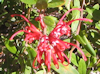 Grevillea speciosa