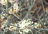 Hakea gibbosa