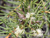 Hakea teretifolia