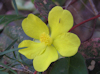 Hibbertia dentata