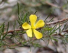 Hibbertia fasciculata