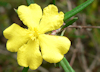 Hibbertia linearis