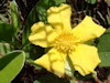 Hibbertia scandens