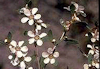 Leptospermum laevigatum