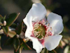 Leptospermum trinervium