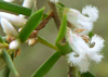 Leucopogon ericoides