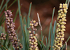 Lomandra glauca