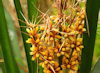 Lomandra longifolia