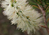 Melaleuca armillaris